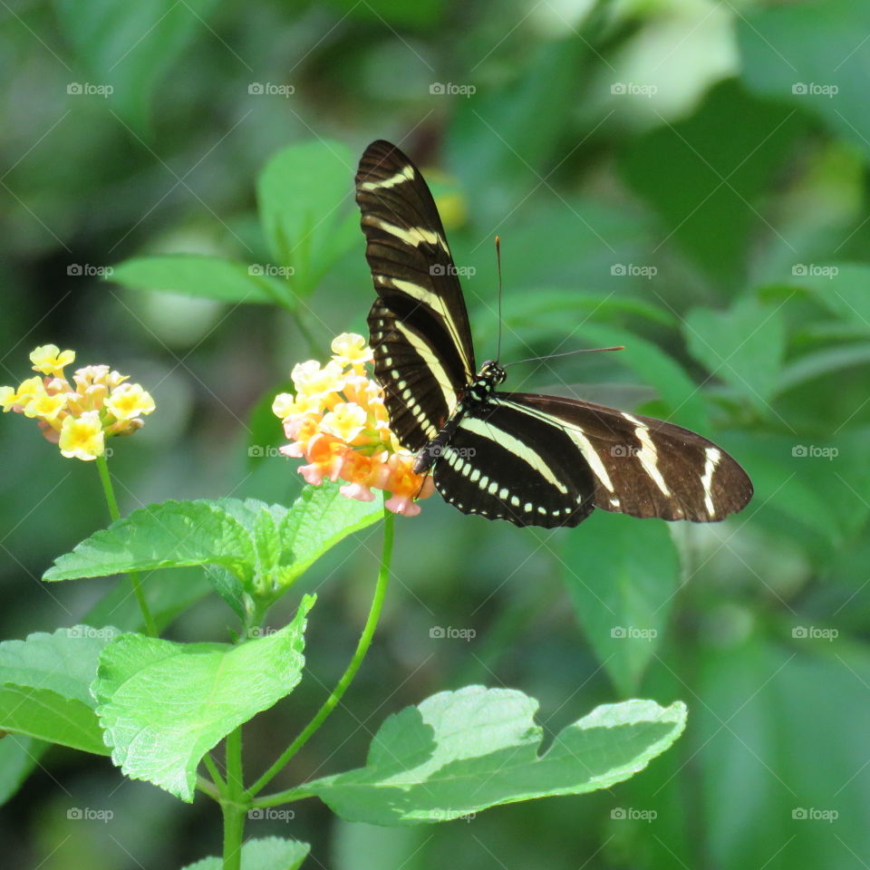 butterfly on flower