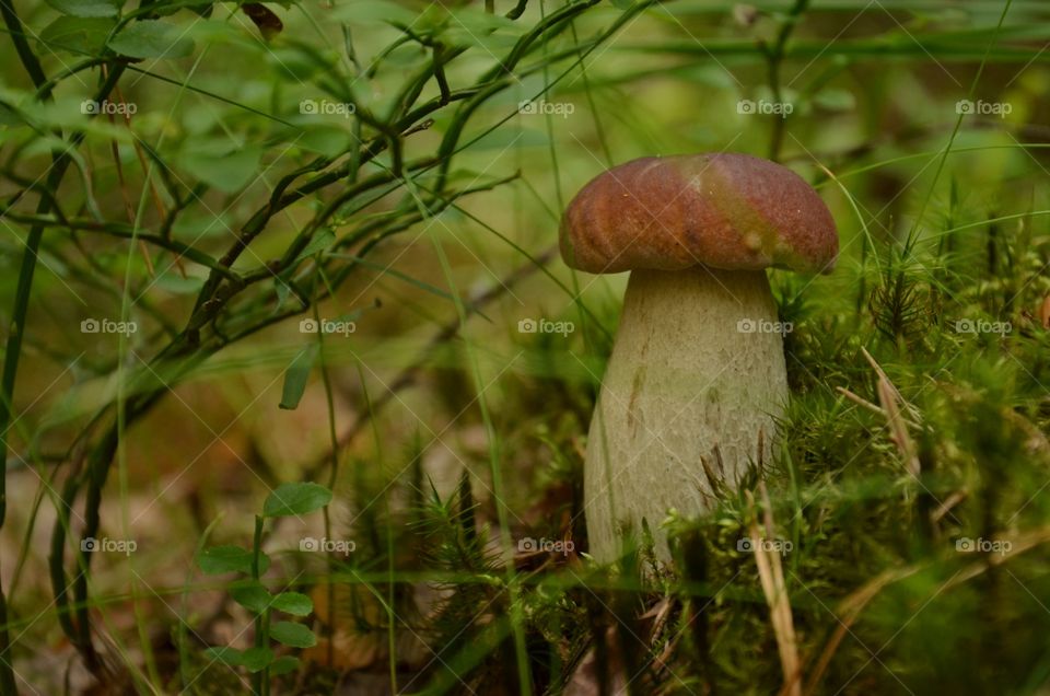 The mushroom in the moss