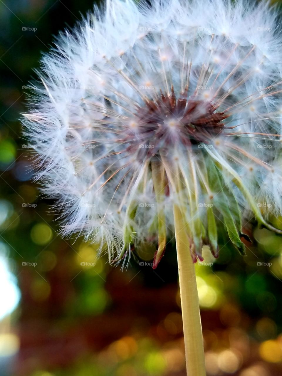 Dandelion