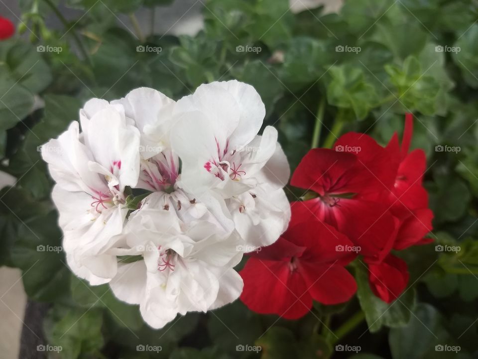 white and red