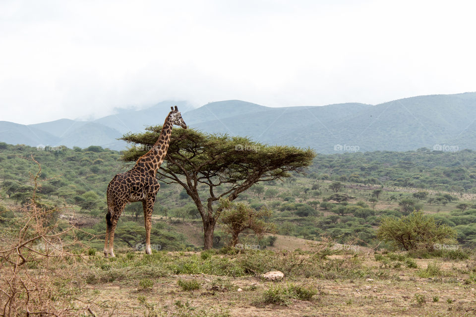 A  giraffe standing in front of a lonely tree in Tanzania in a sunny day with hills in the background