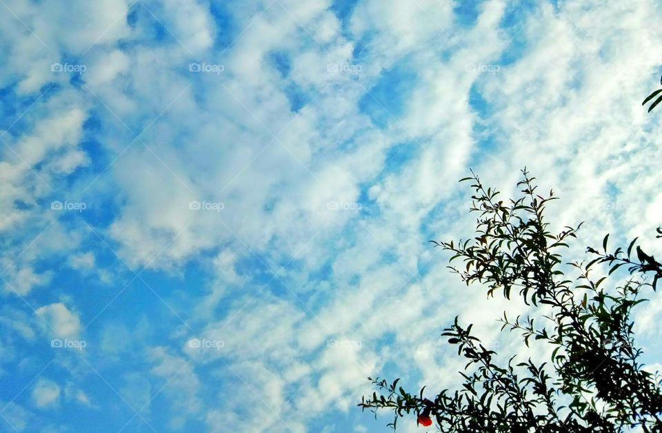 sky,tree