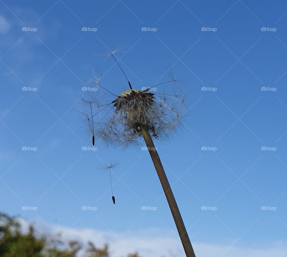 dandelion clock seed head