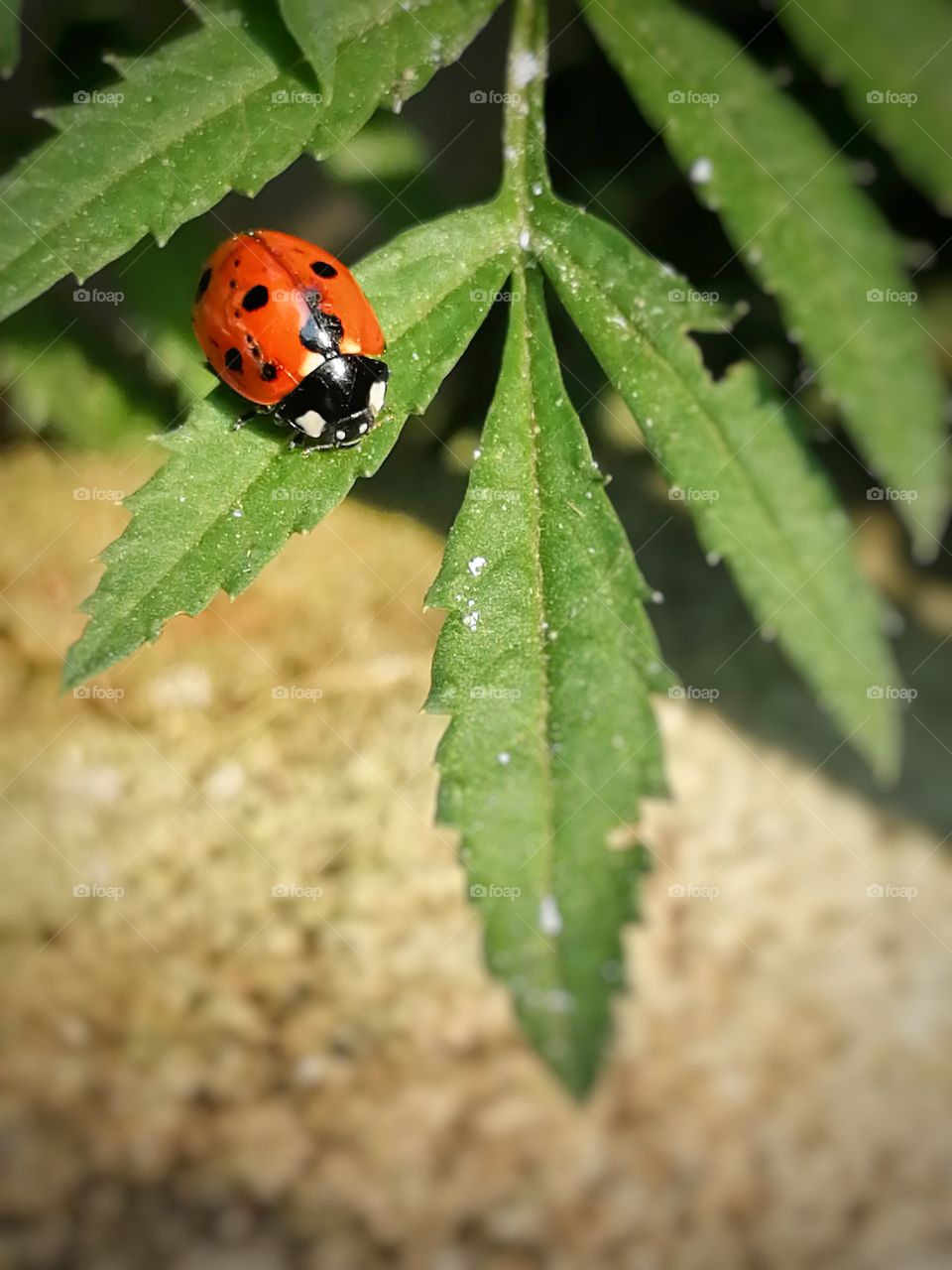 Lady bug on green leaf.