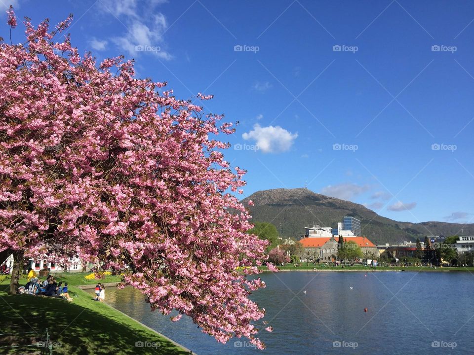 Spring in Bergen