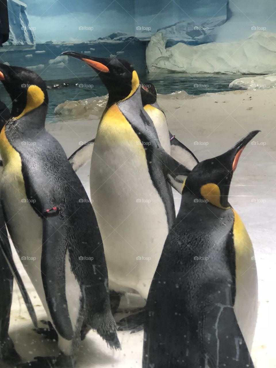 Penguins 