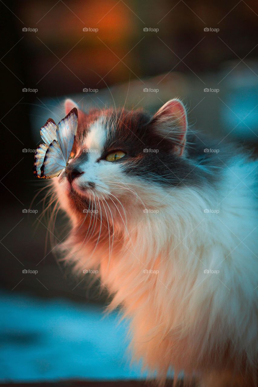 the cat with besfreind butterfly