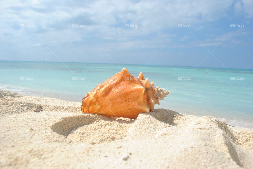 A beautiful view of a conch shell at the beach