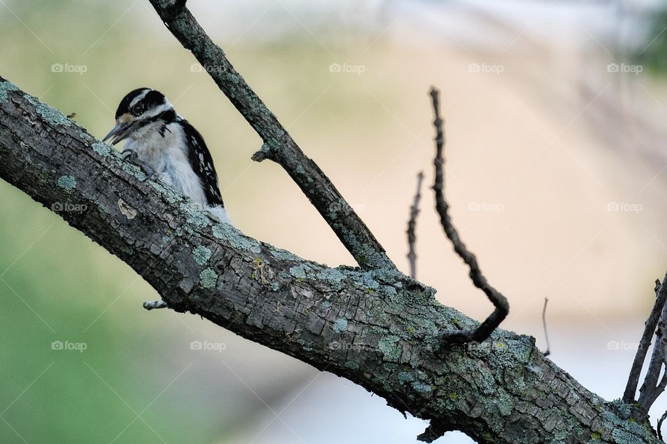 Hairy Woodpecker 