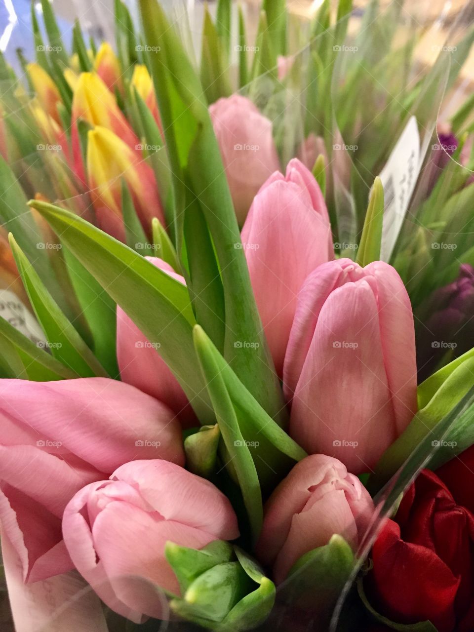 Tulips 