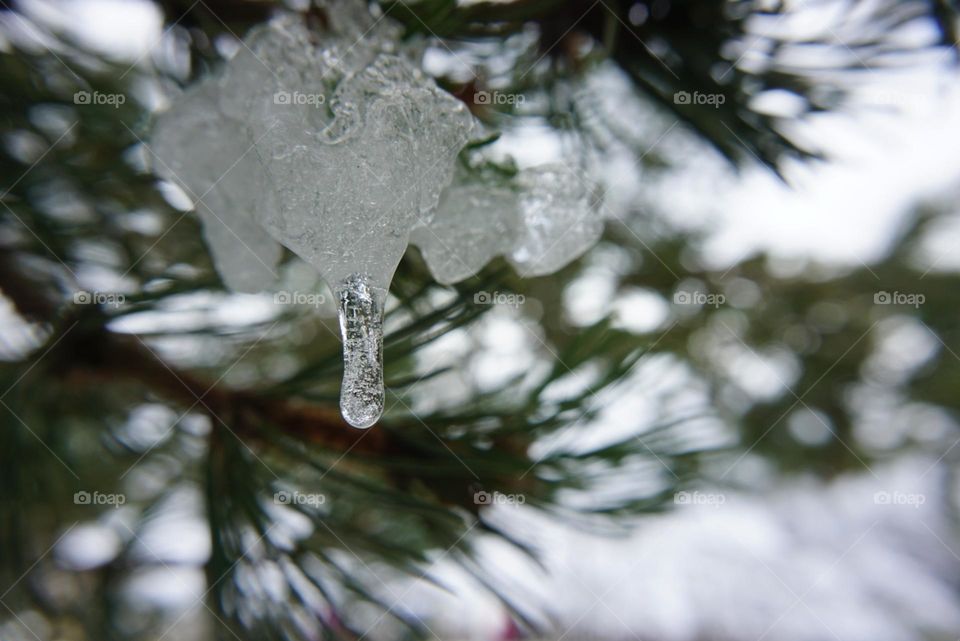 Tree#branch#ice