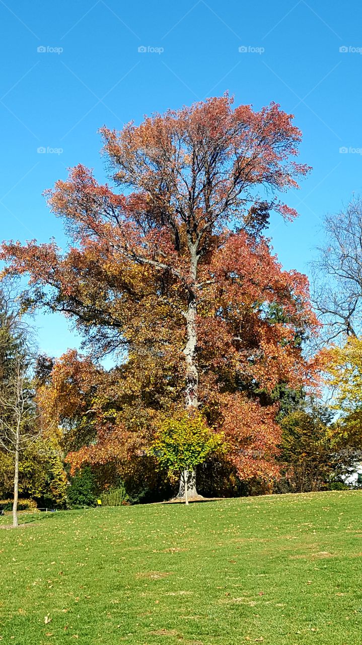 autumn colored tree