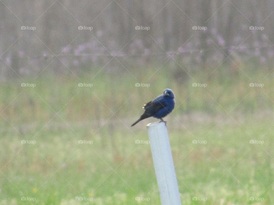 Indigo bunting