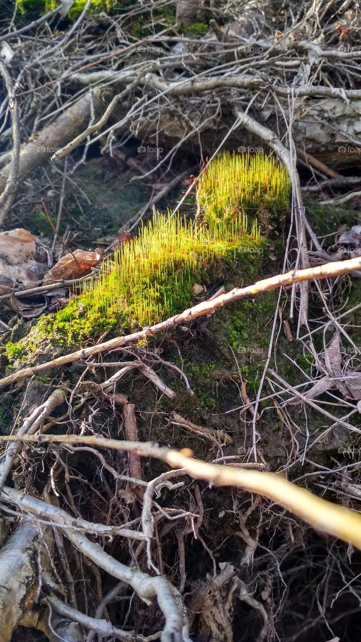 Spring moss