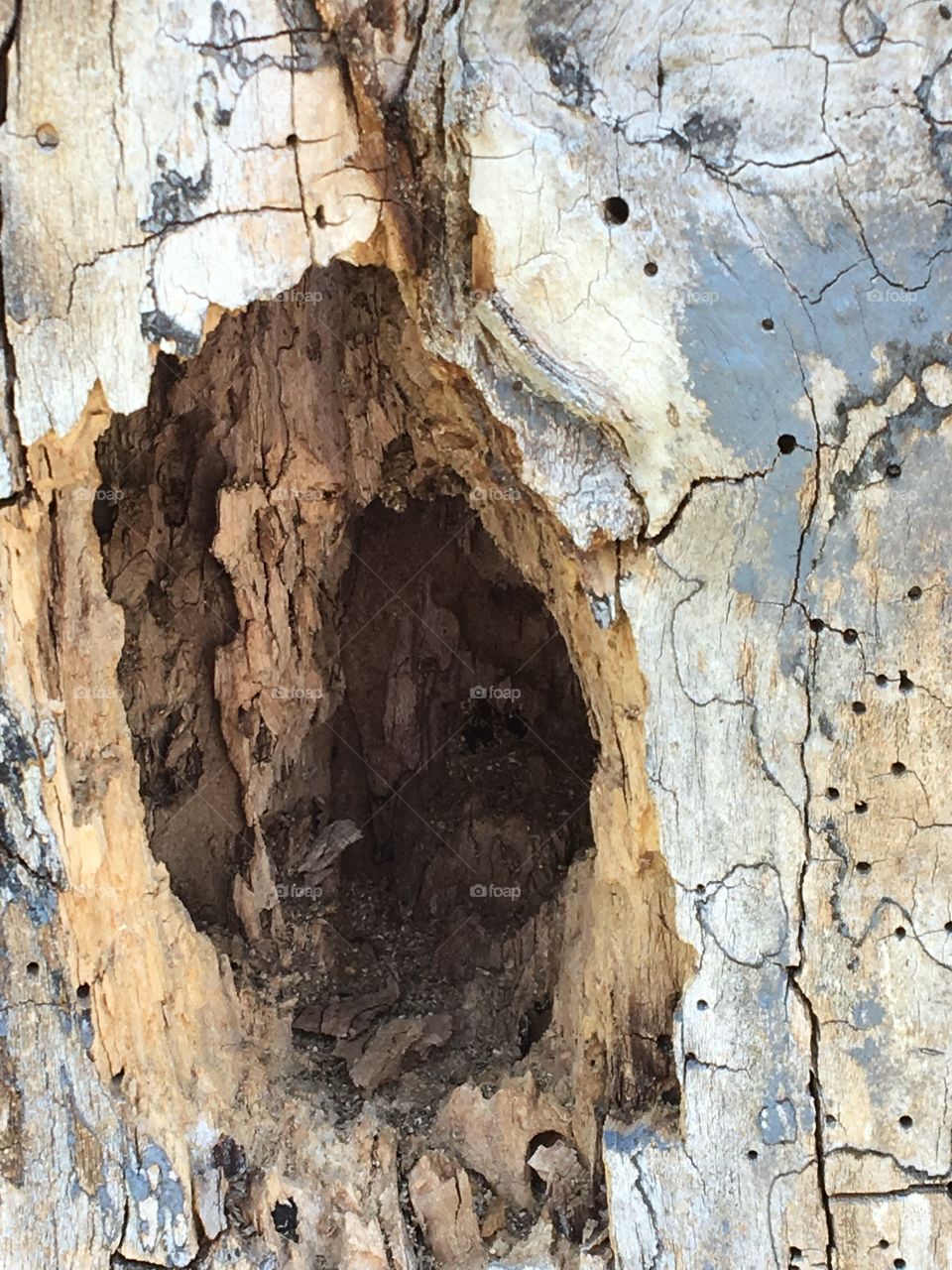 Tree drilled by the woodpecker q