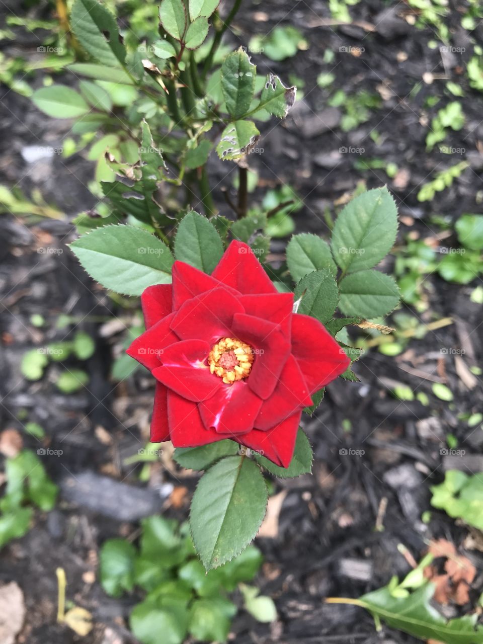 red rose with yellow center, green leaves, brown mulch background with more green leaves