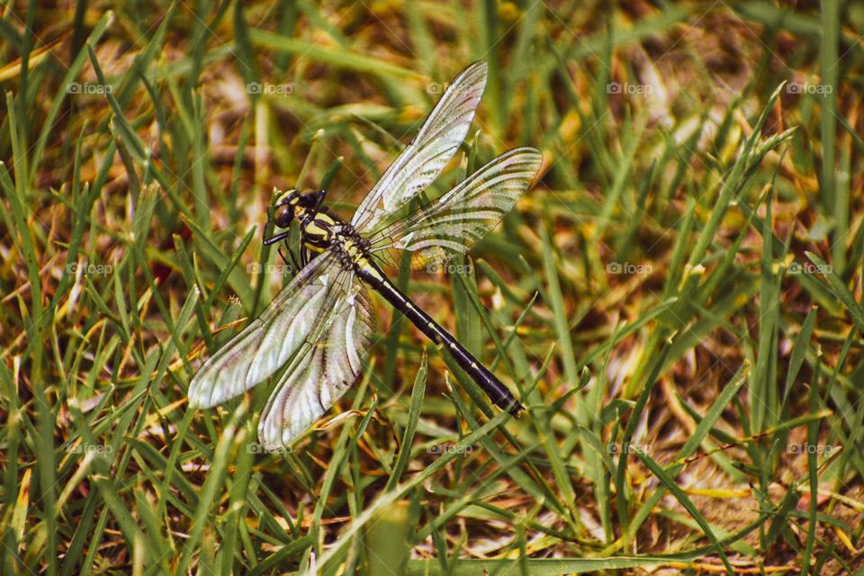 We make sure that our farm is a safe place for all animals and insects to live a harmonious life! Here are some of my favorite shots!