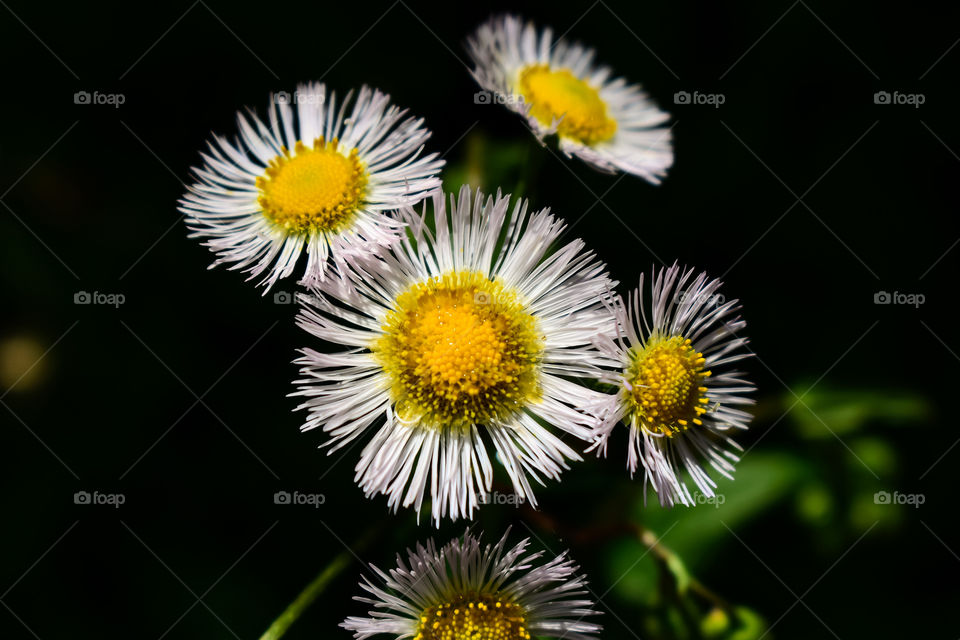 White and yellow flowers in high contrast chiaroscuro scene