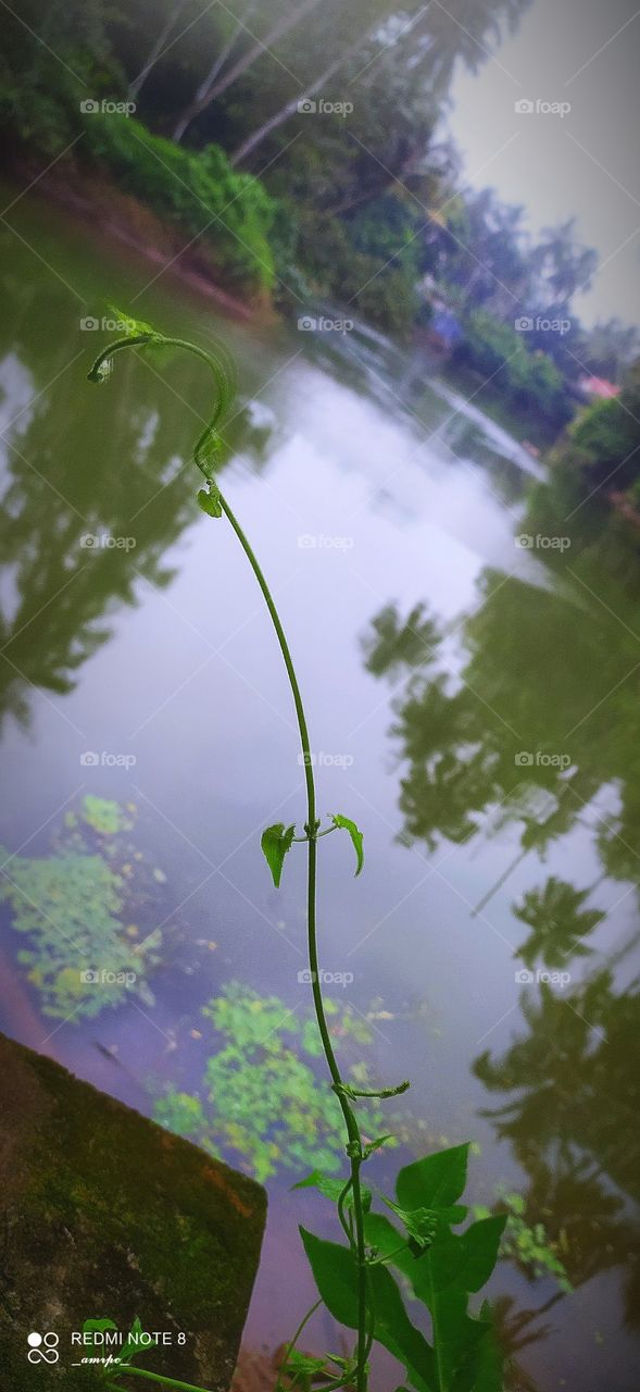 A vine spreading it's beauty to the world with beautiful backwaters in the background holding within it the reflection of coconut trees on a country side of Kerala.