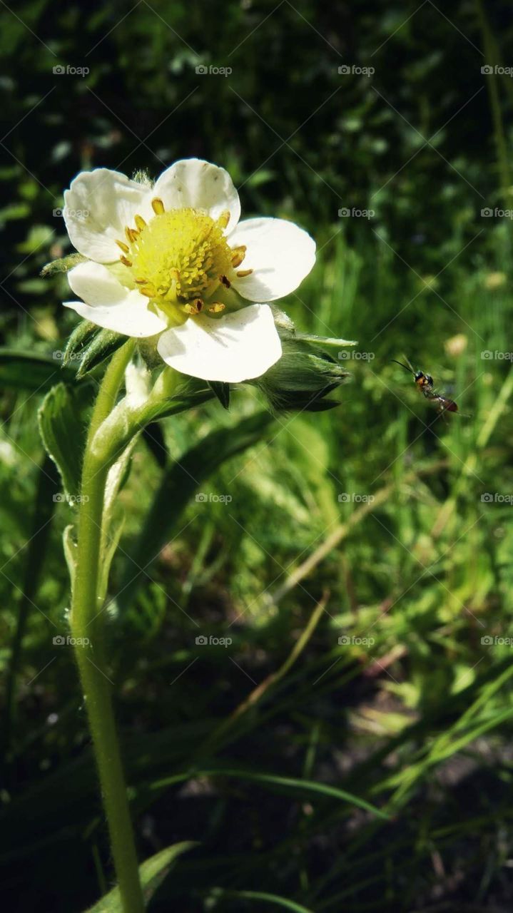 Bald gibt es wieder eigene Erdbeeren 