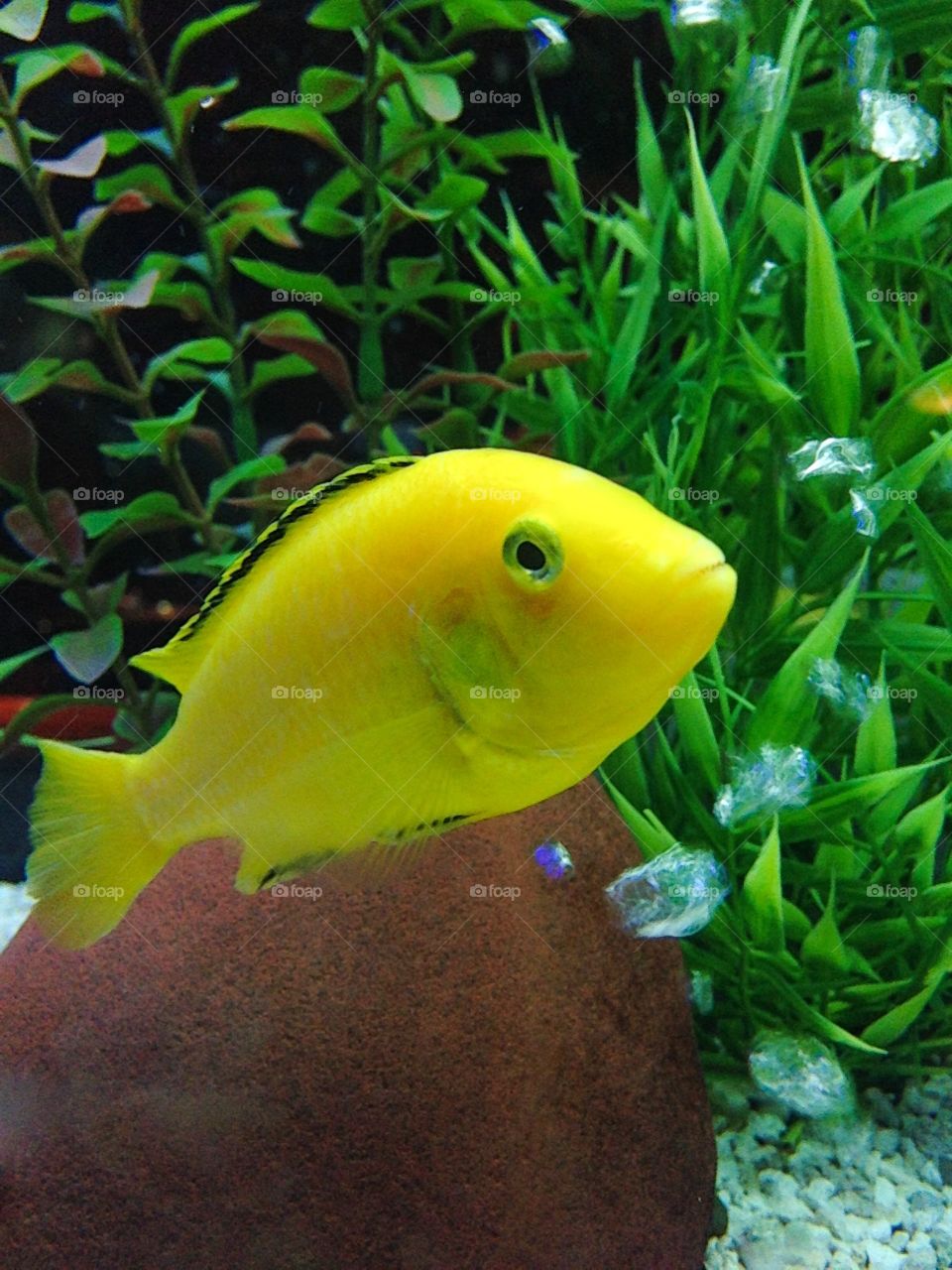 Close-up of fish swimming in aquarium