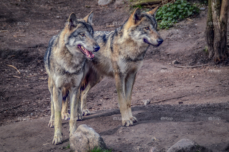 Wolfes in Copenhagen zoo.