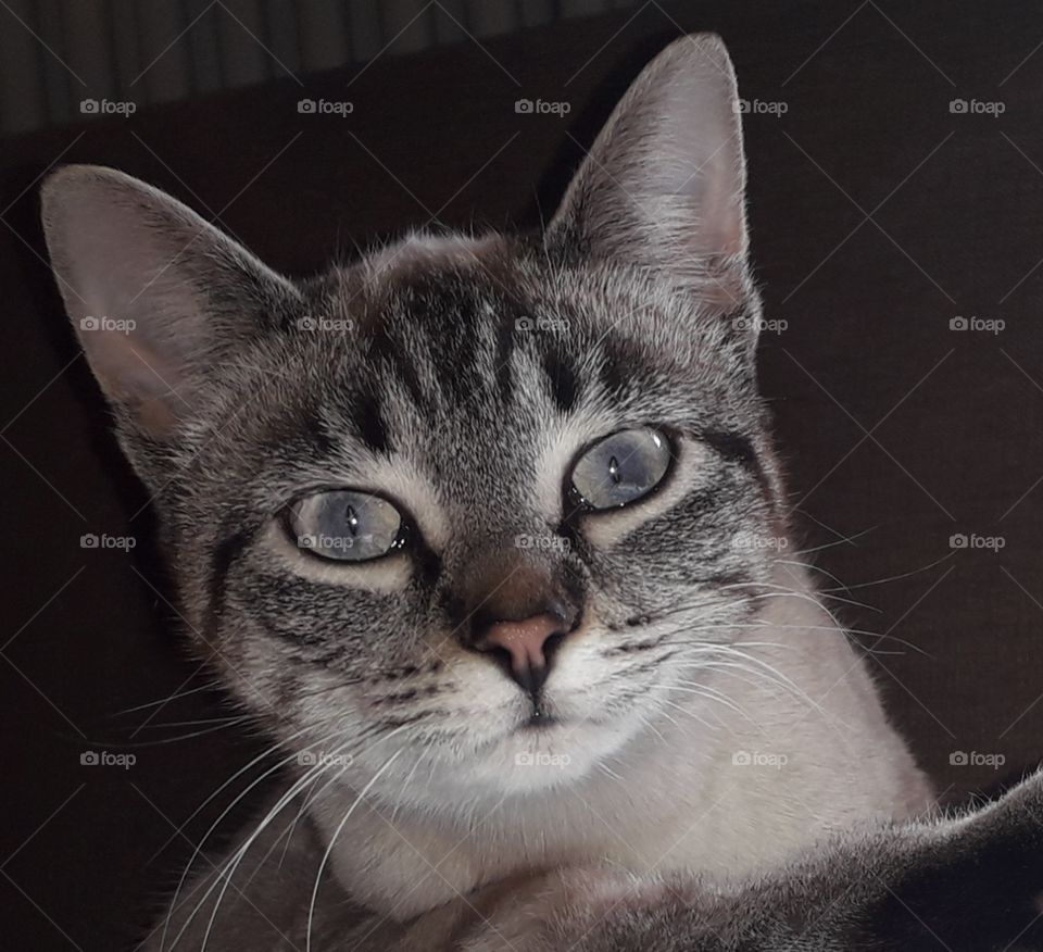 my wonderful cat Viola with her transparent eyes