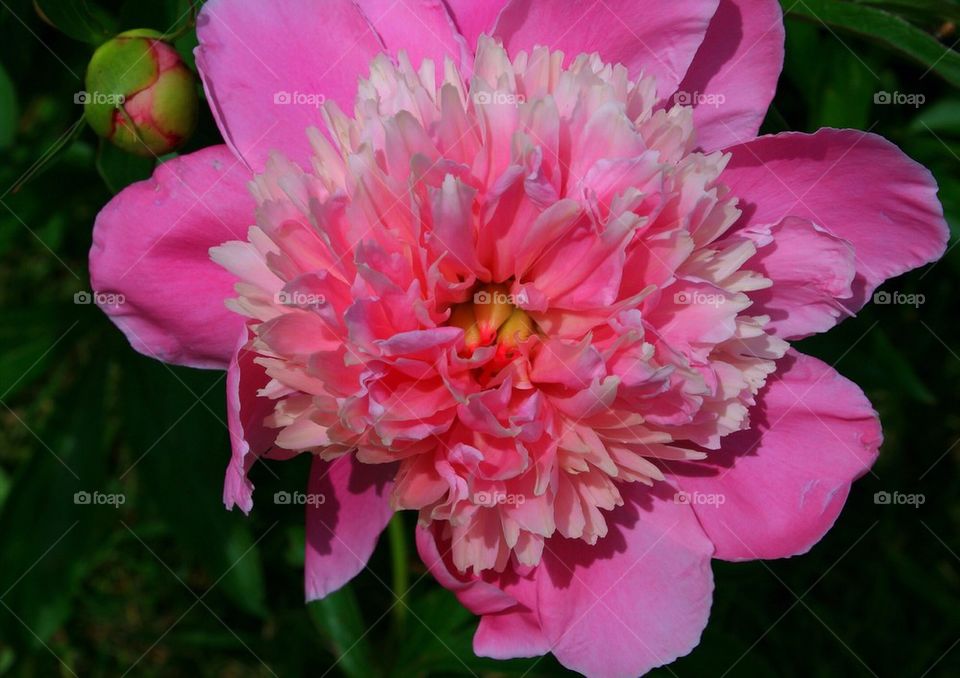 Pretty Pink Peony 