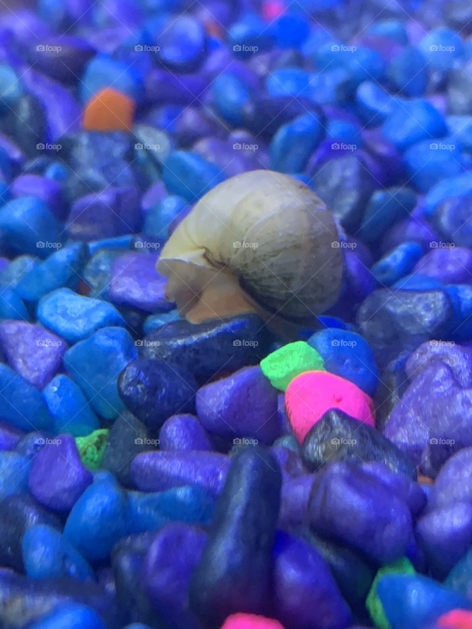 Mystery snail 