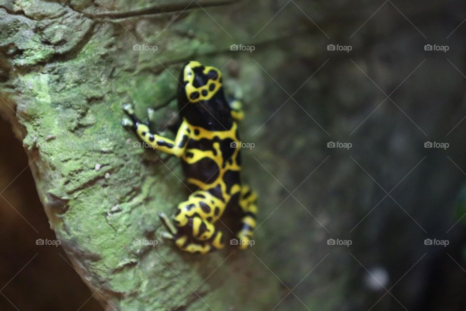 Black and yellow frog 🐸
