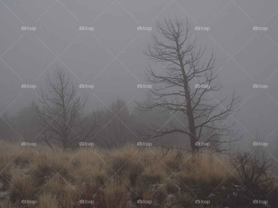 Dead trees in a juniper forest in the eerie fog at Smith Rocks State Park in Central Oregon on a winter morning. 