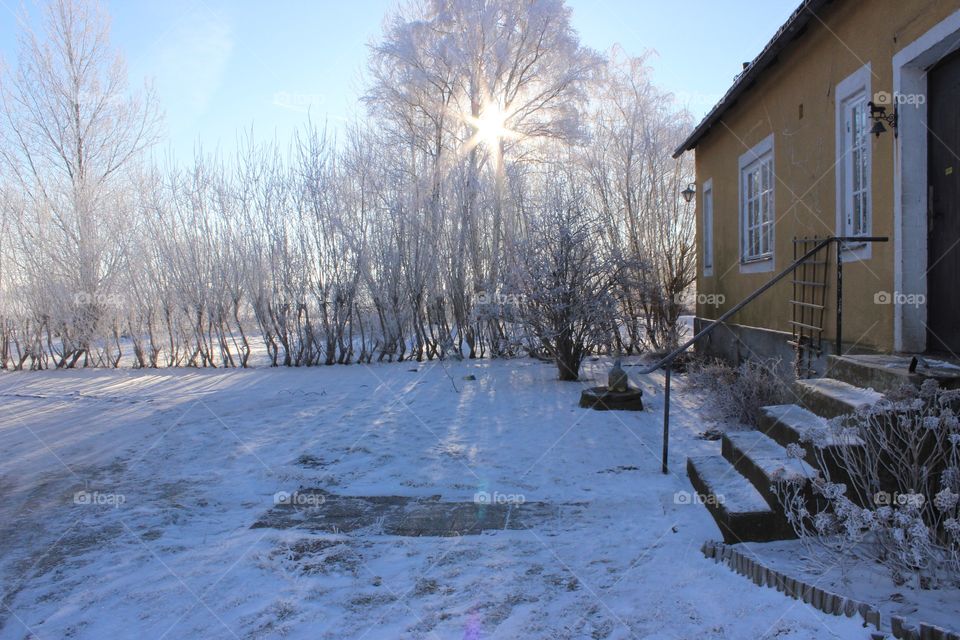 Light simmering through the trees