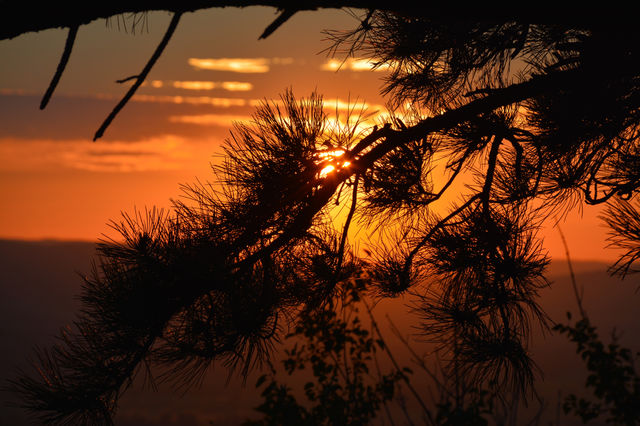 coniferous branch against the sunset