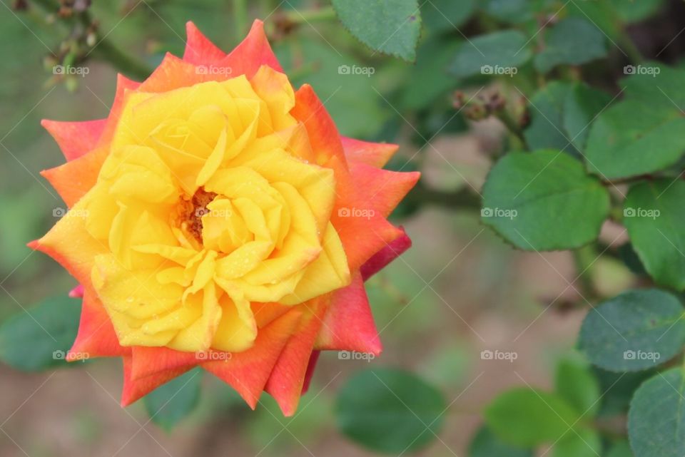 Hybrid rose. Yellow, orange, pink rose 