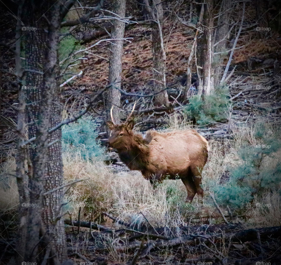 Spike Bull Elk