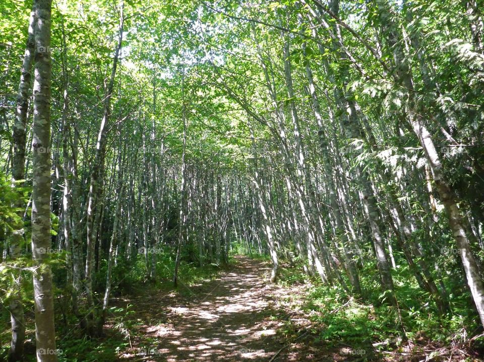 Trail of birch