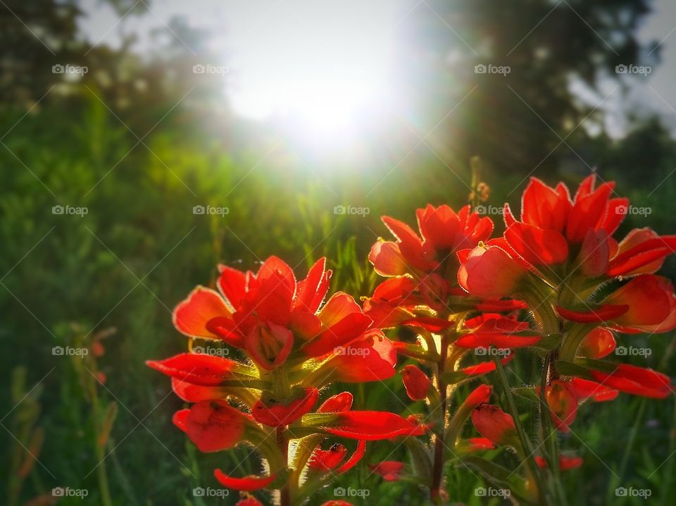 Three Indian Paint brush in a field with the sun setting
