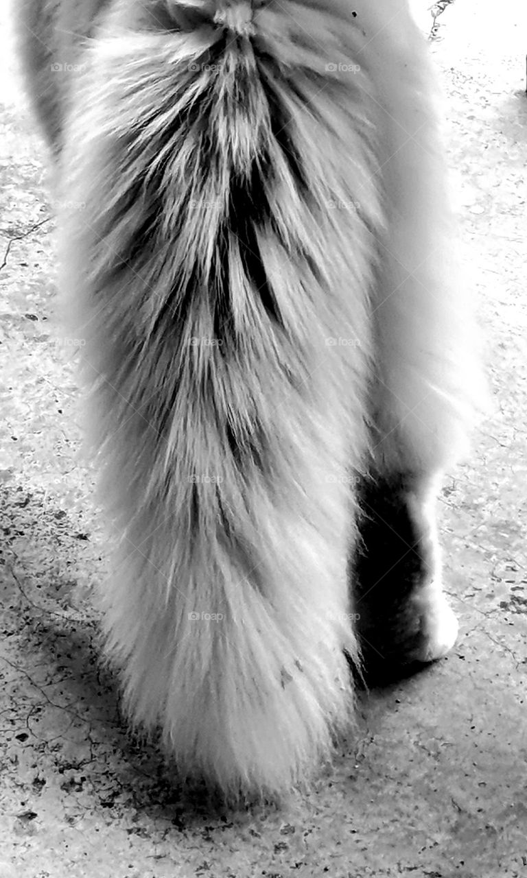 Furry Cat's Tail