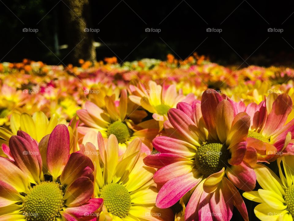 Field of perennials 