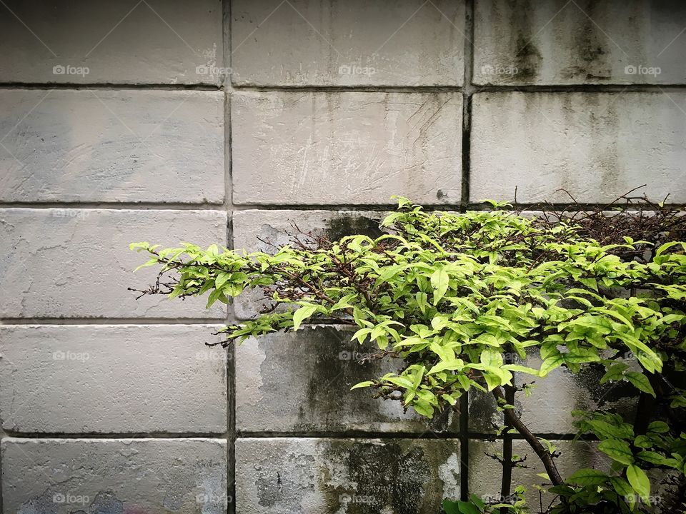 Plant at the wall