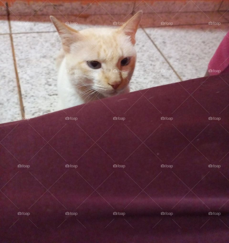 Gatinho querendo pipoca, que olhar lindo!  Geralmente, quando os gatinhos, então  com o olhar fixo, eles querem uma brincadeira  ou petiscos. O gato em sua natureza é um felino caçador.