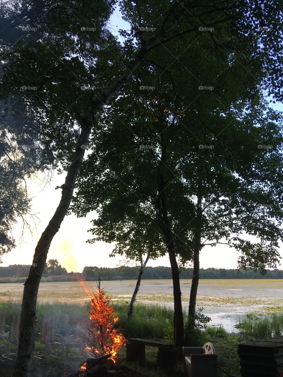 Burning tree at evening 