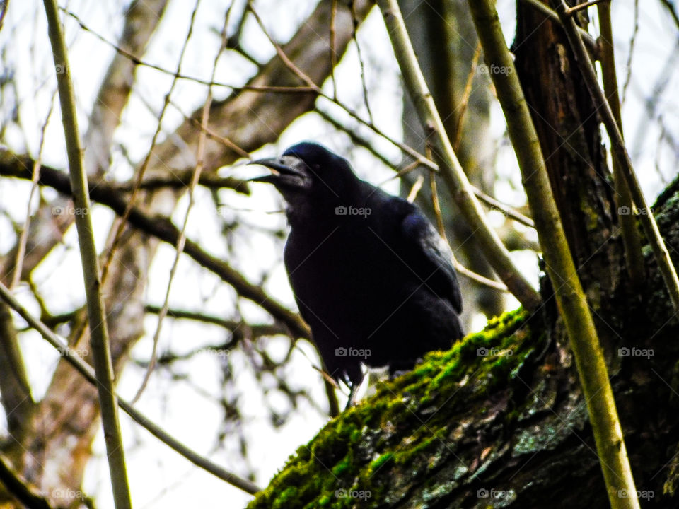 Crow birds tree winter nature cold