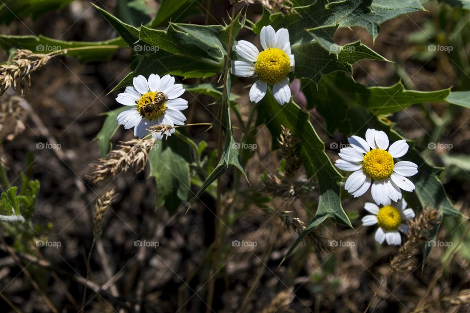 Daisies