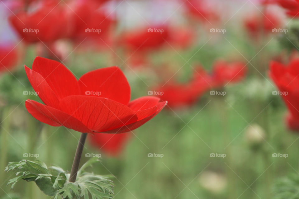 Close-up of red flower