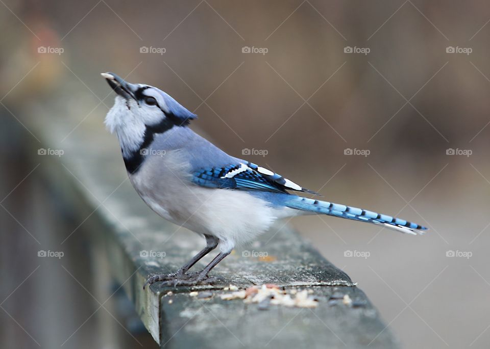 Just a blue jay chilling!
