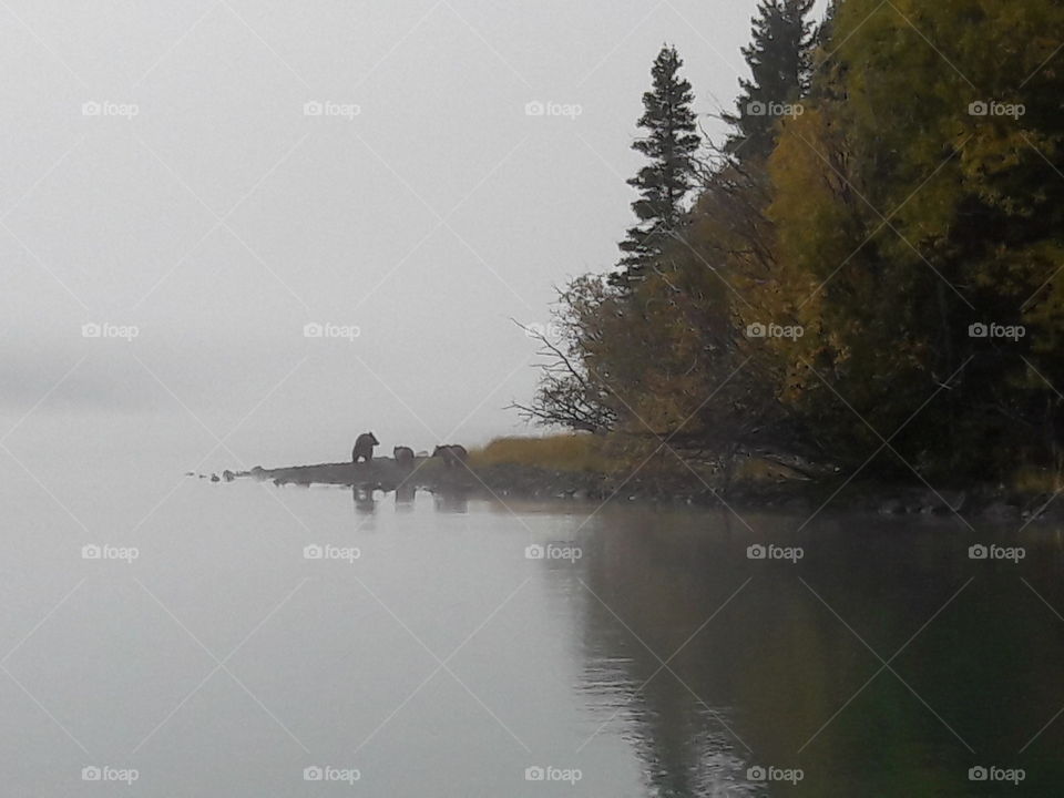 Grizzly bears at Chilko Lake