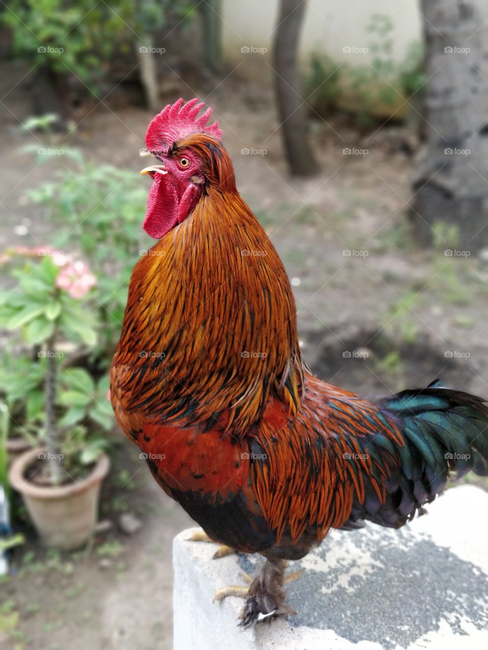 The Emperor of the Backyard with his red crown. The Perfect Dictator!