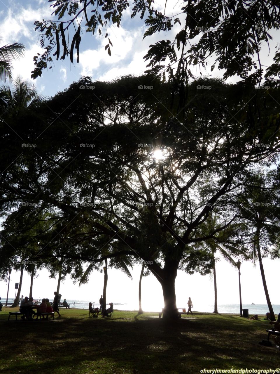 Kapiolani Park Honolulu