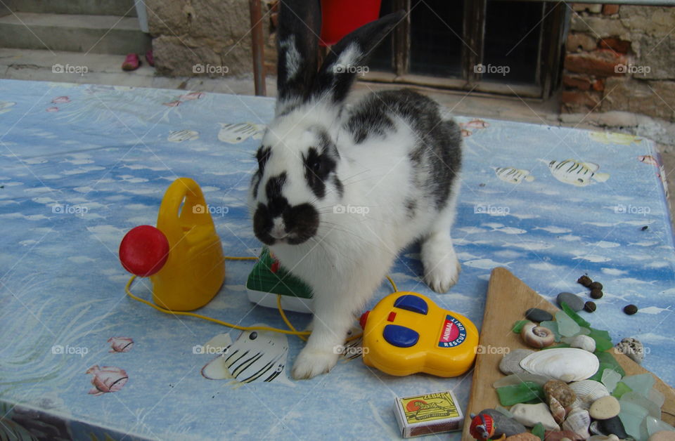 A cute bunny on the table